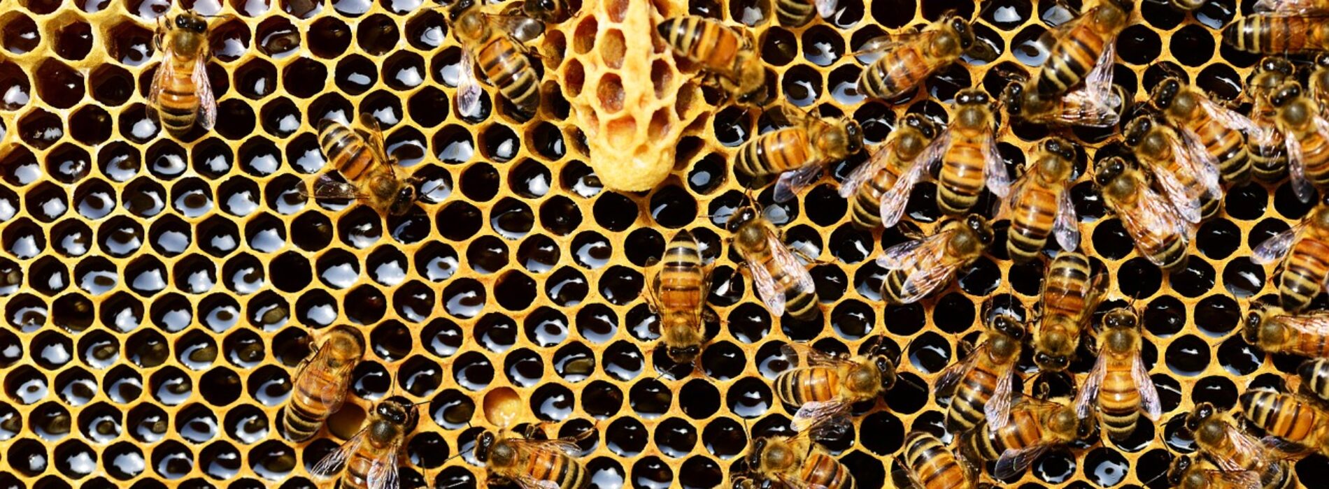 Bezpłatne szkolenia z zakresu pszczelarstwa
